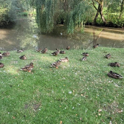 Enten Enten