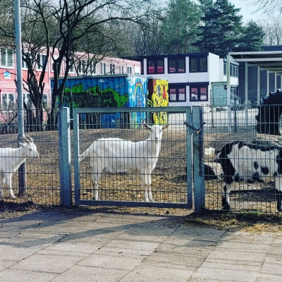 Ziegen füttern Ziegen füttern